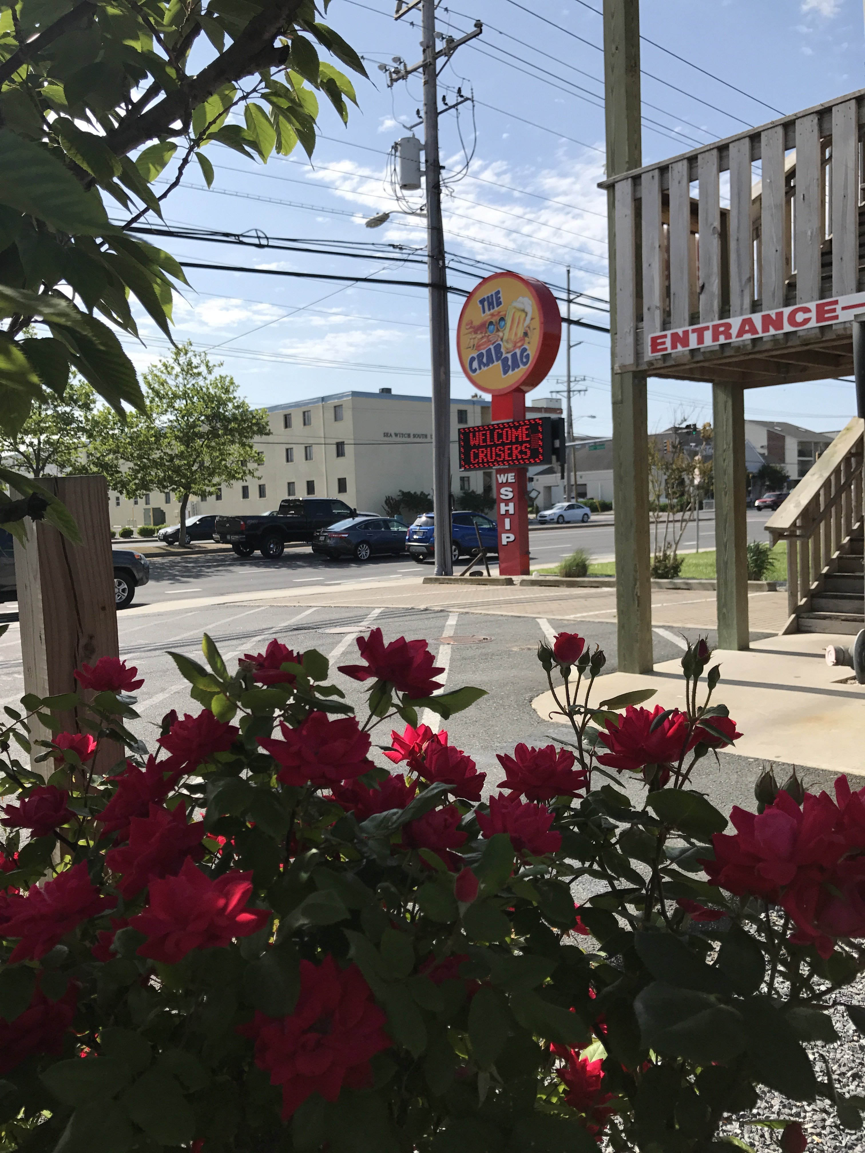 Gallery | Ocean City Maryland Steamed Crabs | Crab BagOcean City